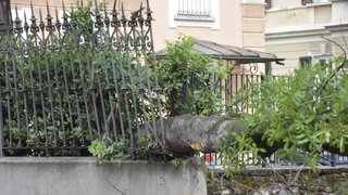 Dsc 0016