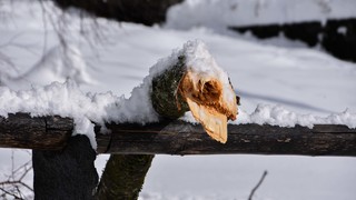 15032026 dsc 0003lut sepia ins