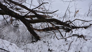 15032026 dsc 0014lut sepia ins